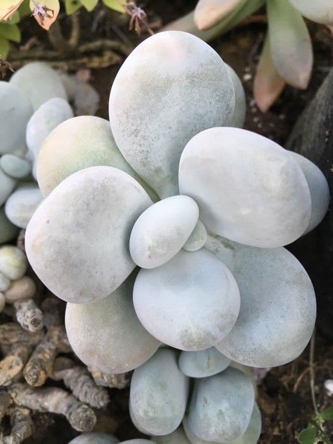 Pachyphytum 16