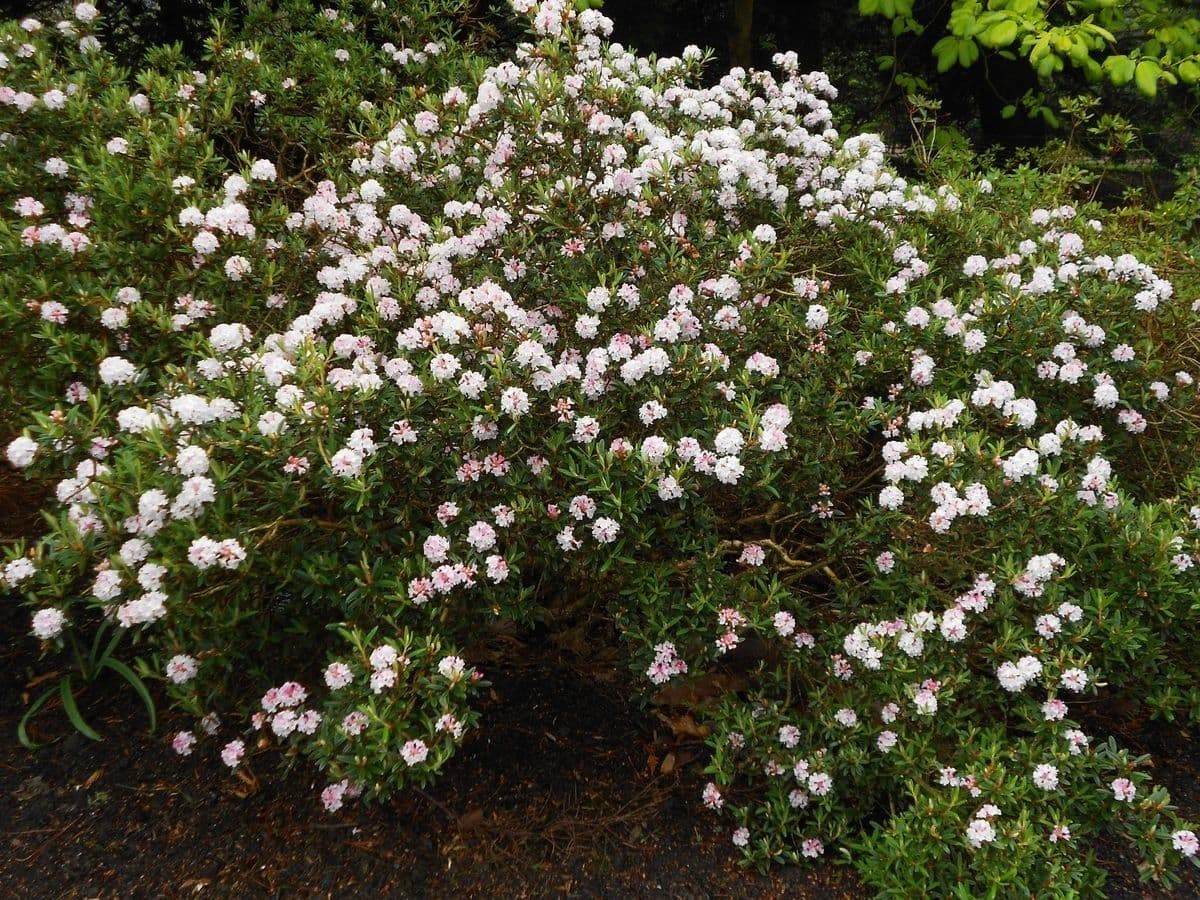 Rododendro 5