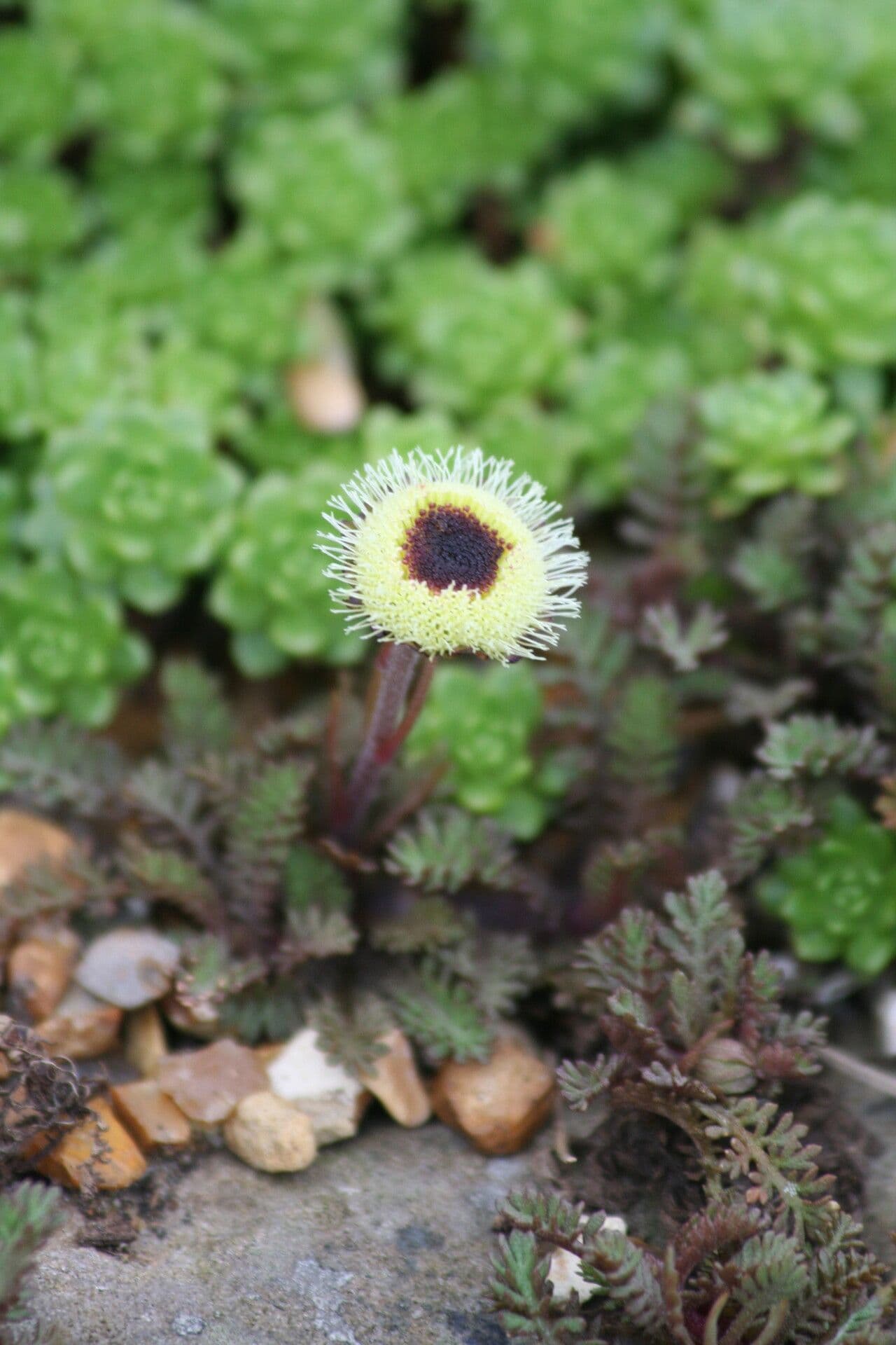 Leptinella