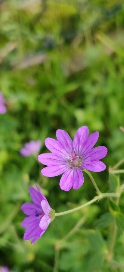Géranium fluet 8