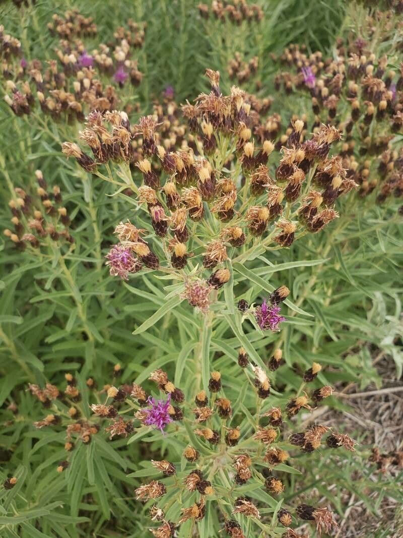 Vernonia 4