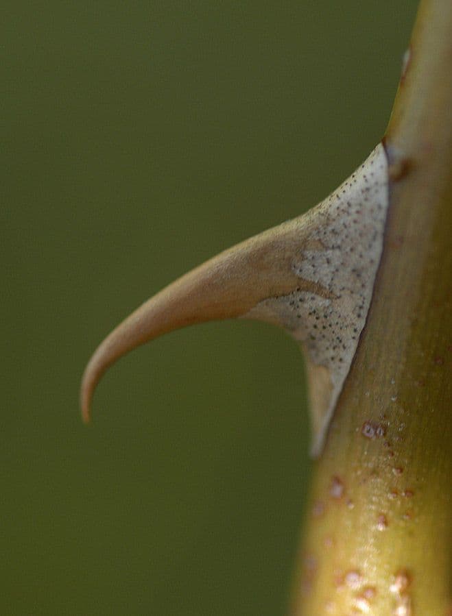 Kleinblütige Rose 21