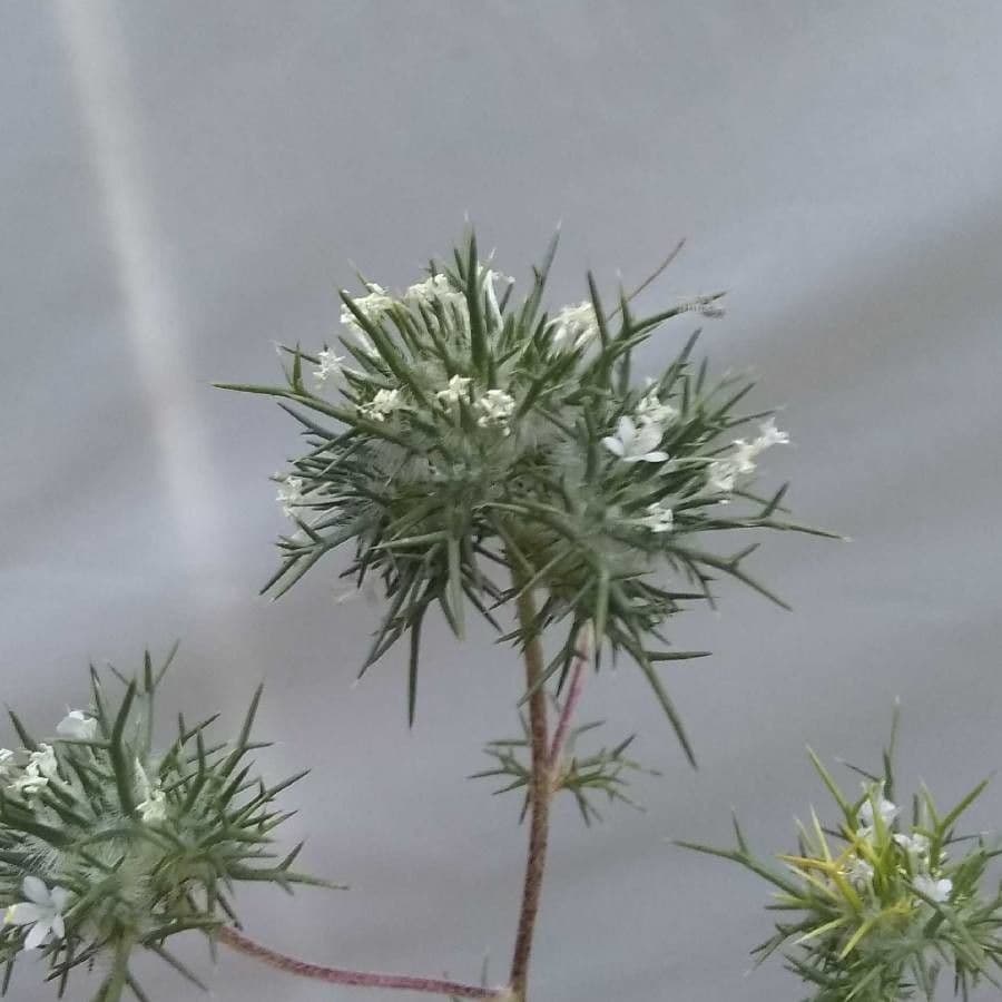 Needleleaf navarretia 9