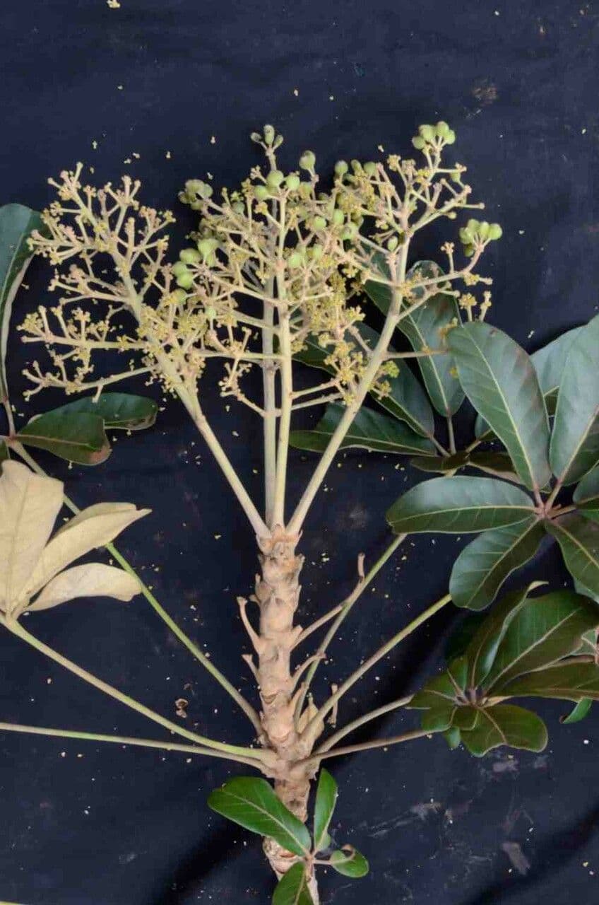 Didymopanax macrocarpus 3