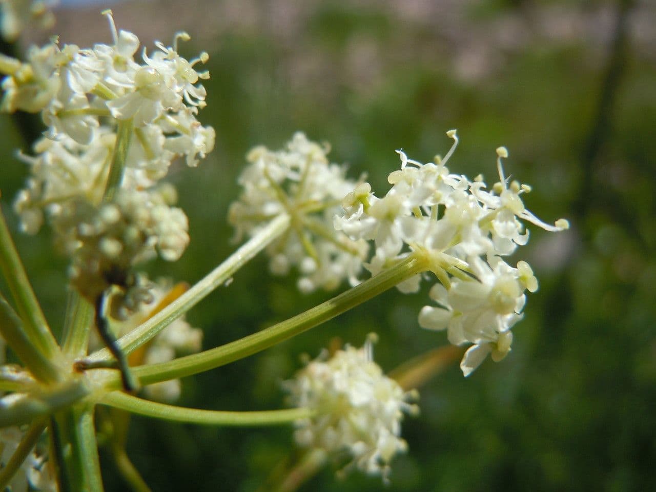Ligusticum 5