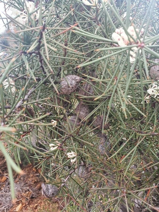 Hakea sericea 21
