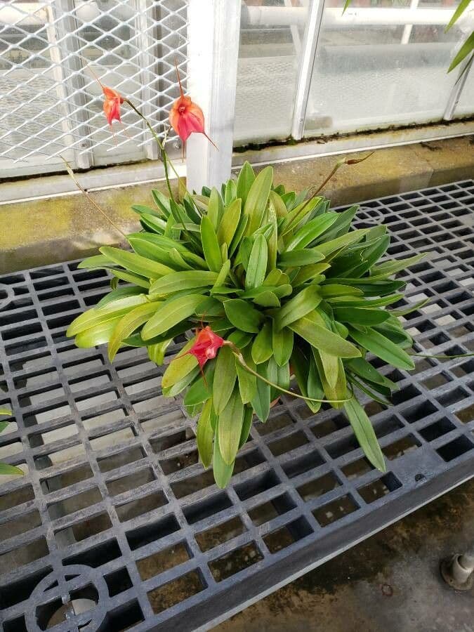 Masdevallia 6