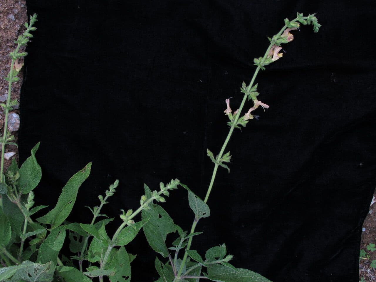 Salvia 9