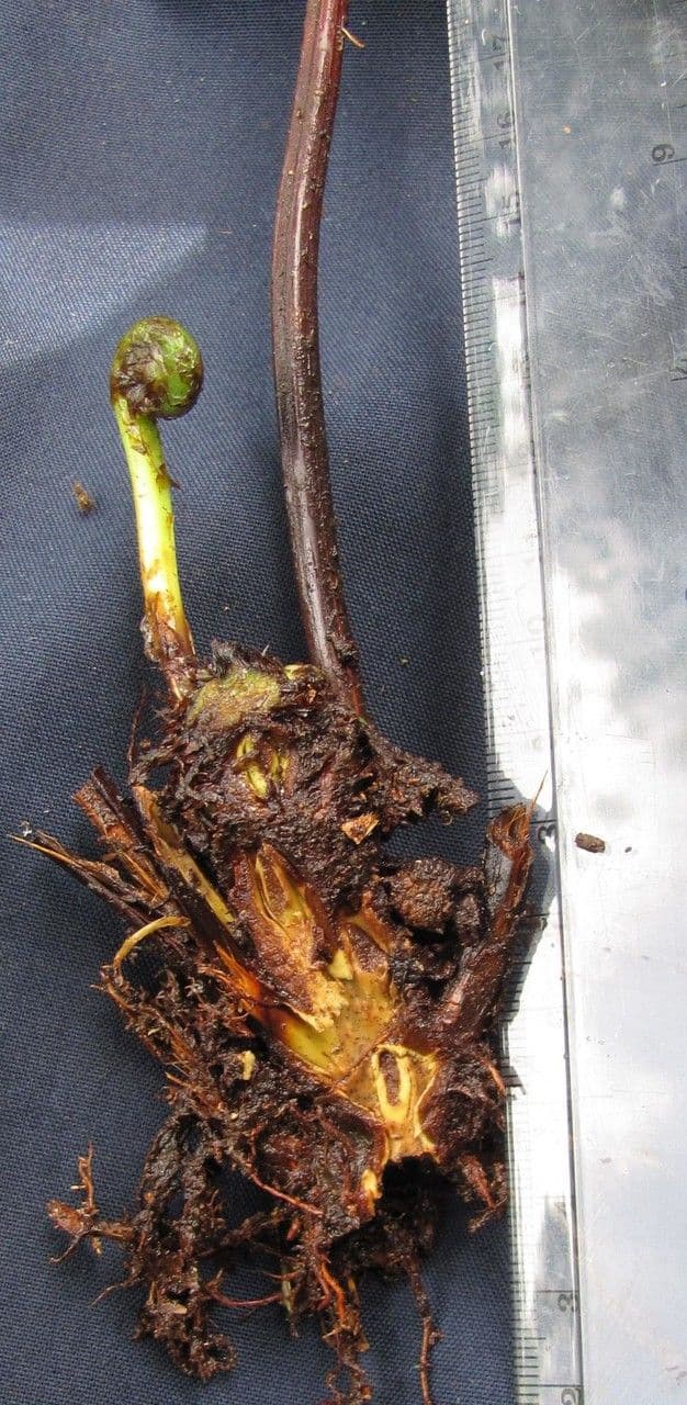 Pteris muricella 2