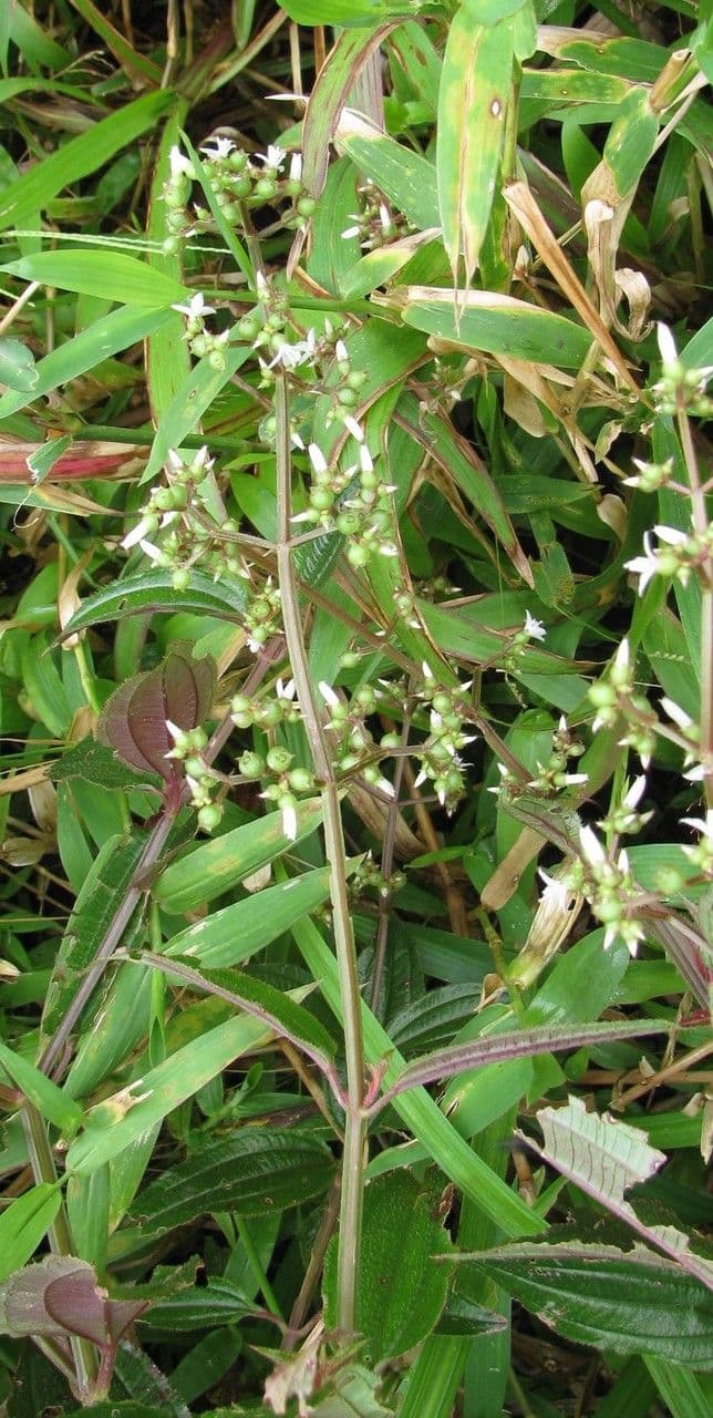 Aciotis purpurascens 6