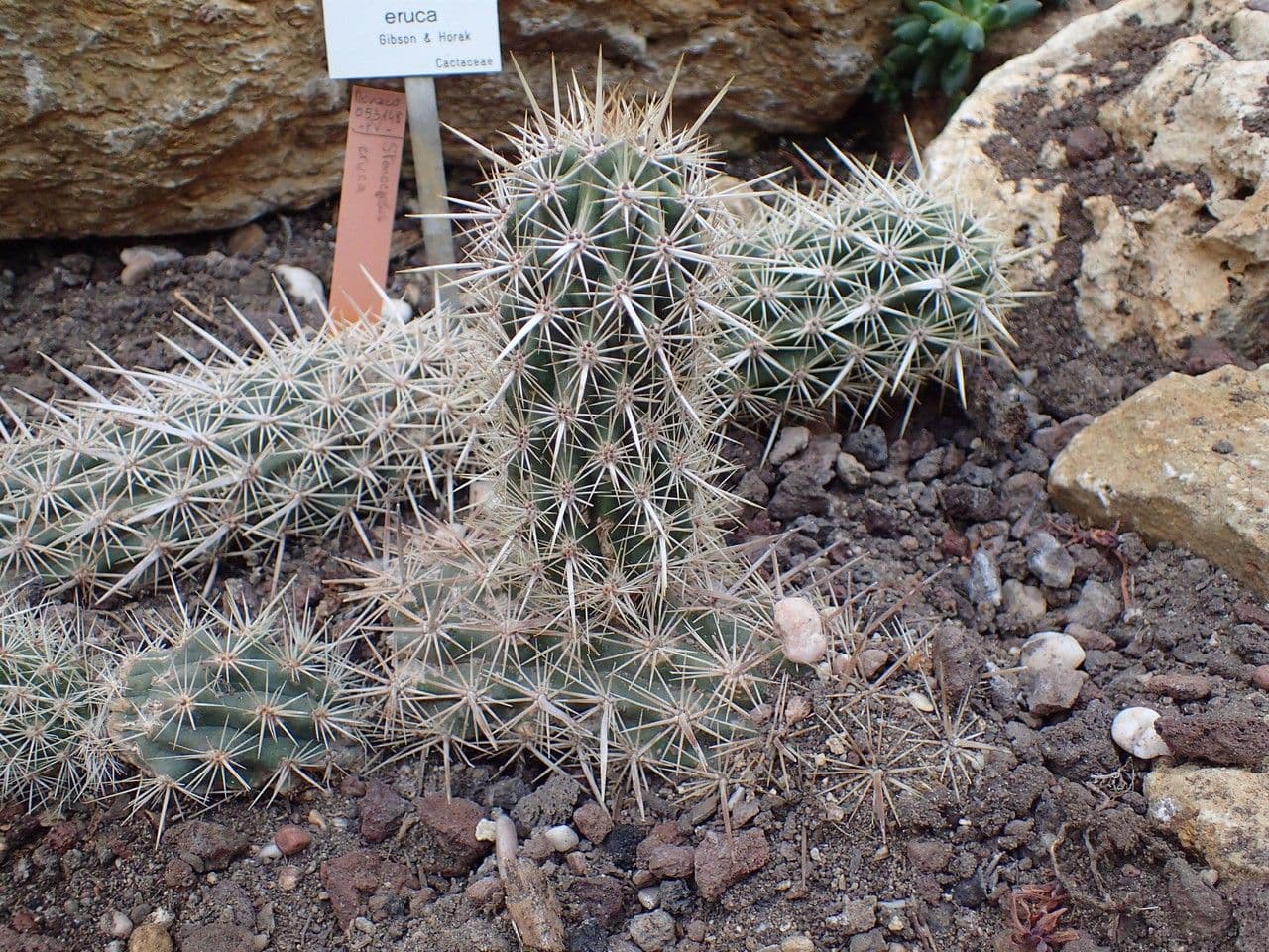 Chirinola 4