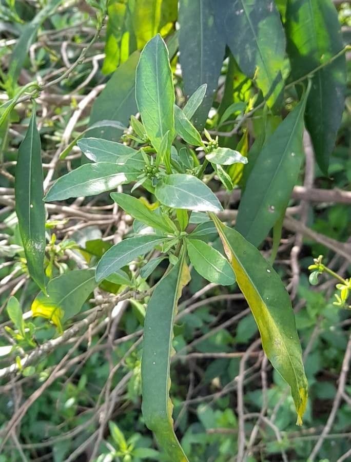 Cestrum 16