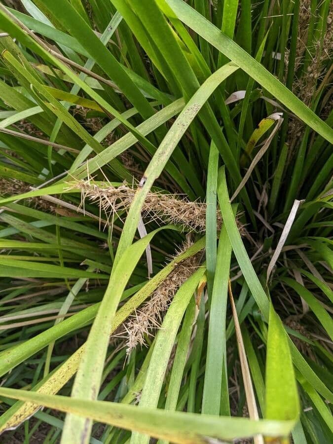 Lomandra spinosa 3