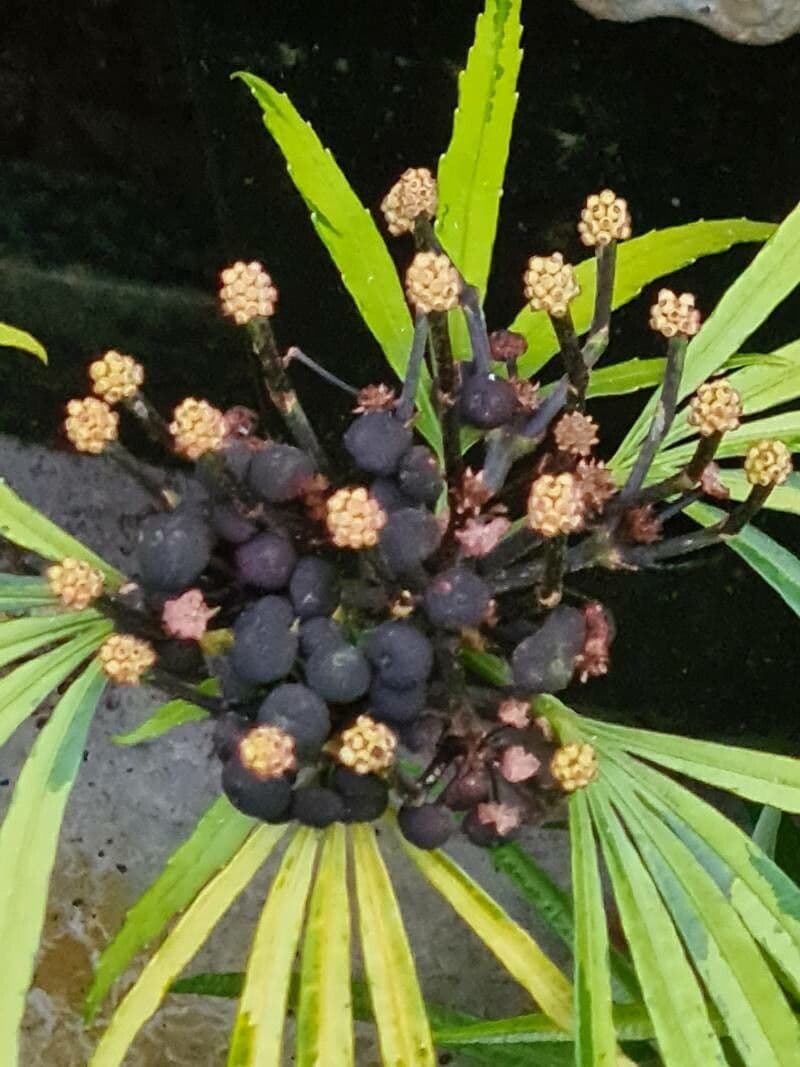 Osmoxylon 3