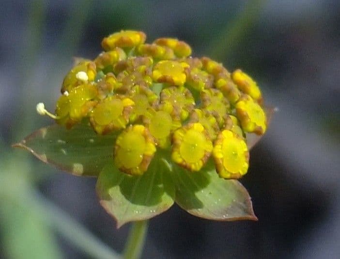 Bupleuro ranuncoloide 4