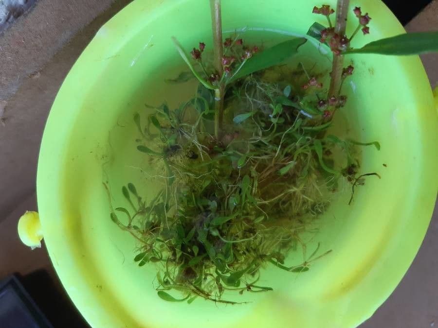 Glossostigma