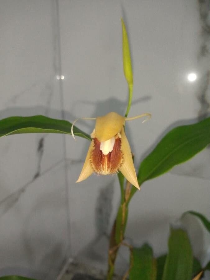 Coelogyne 3