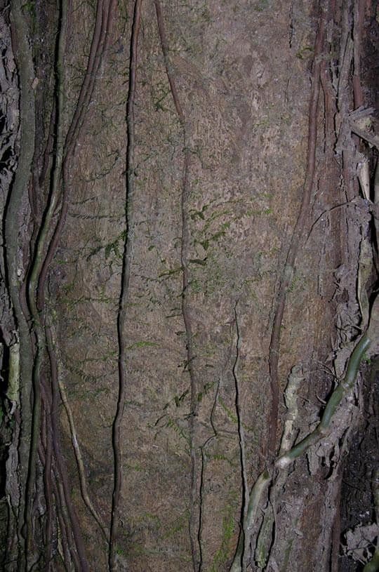 Legno di rosa 12