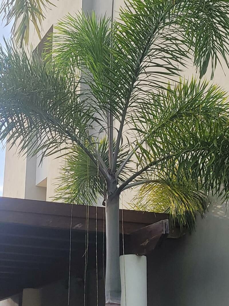 Dypsis 7