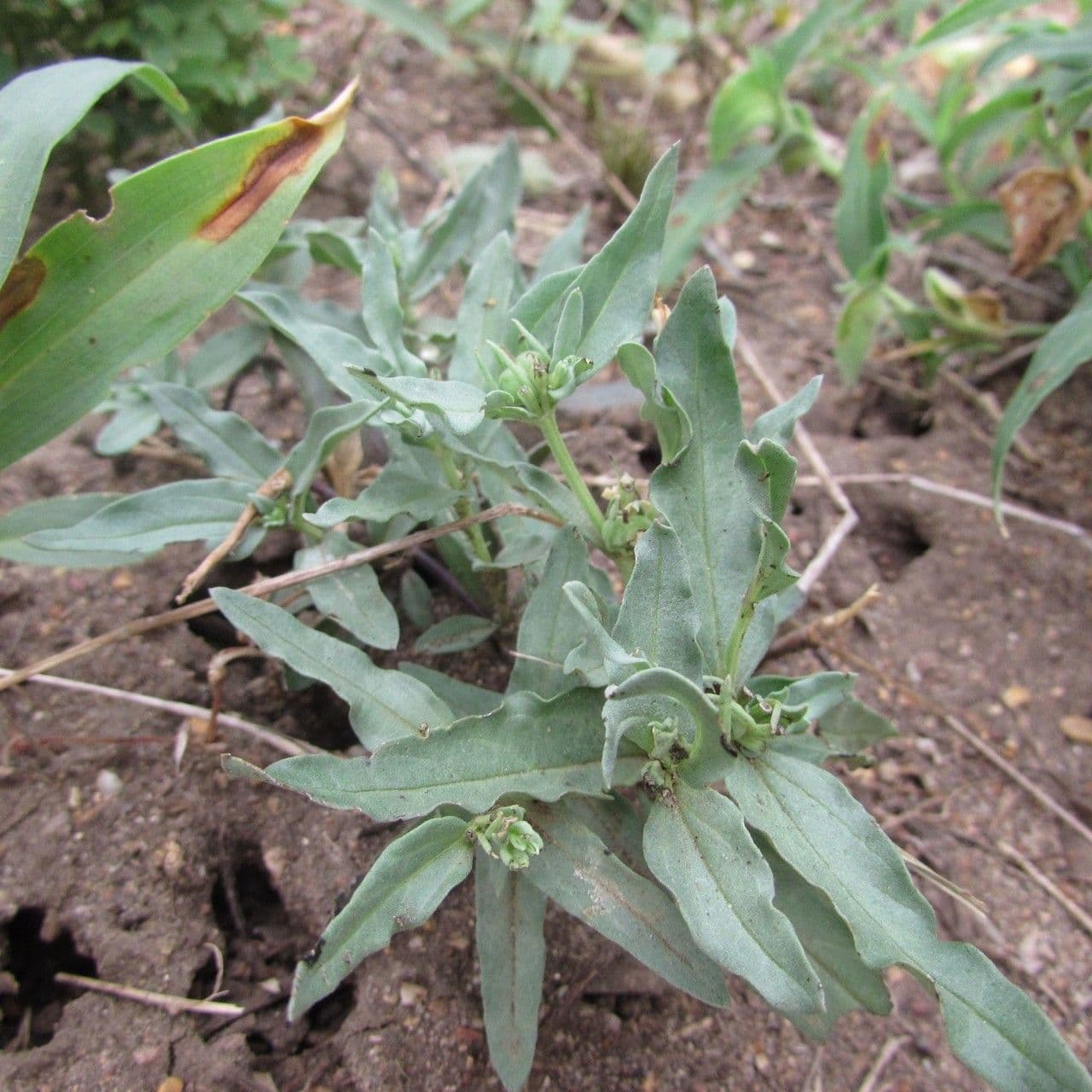 Spigelia