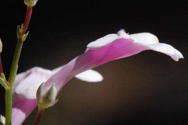 Penstemon 3