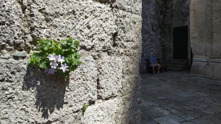 Campanula 2