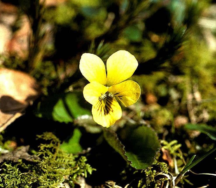 Viola 8