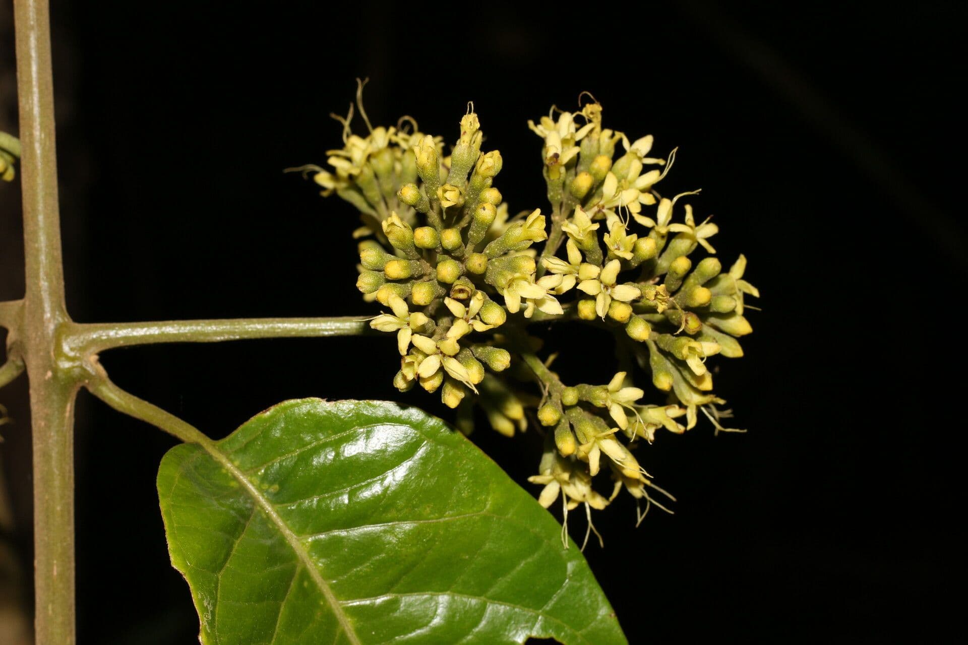 Aegiphila