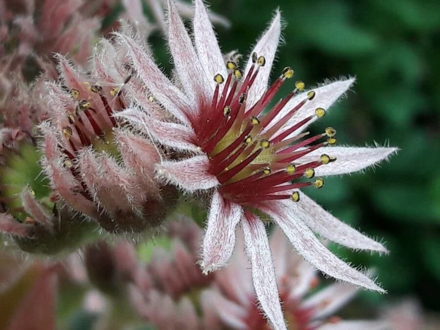 Semprevivo maggiore 8