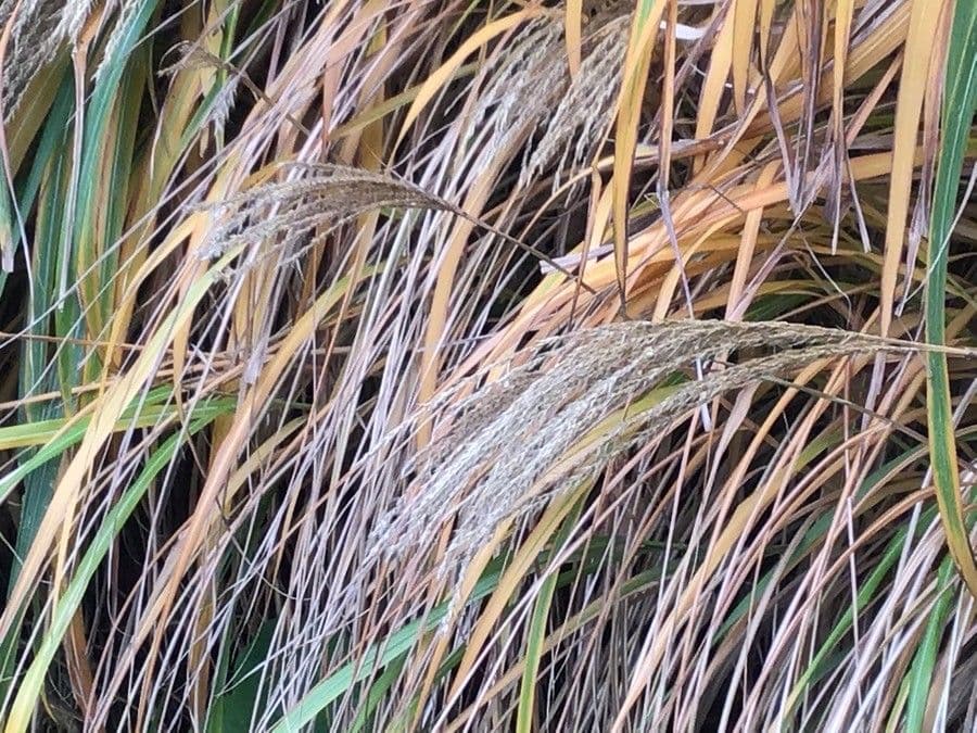Miscanthus cukroplodý