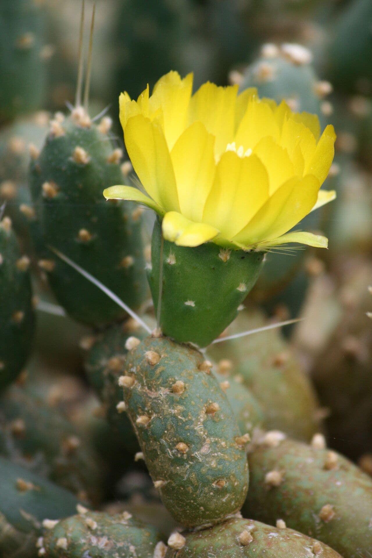 Cumulopuntia boliviana