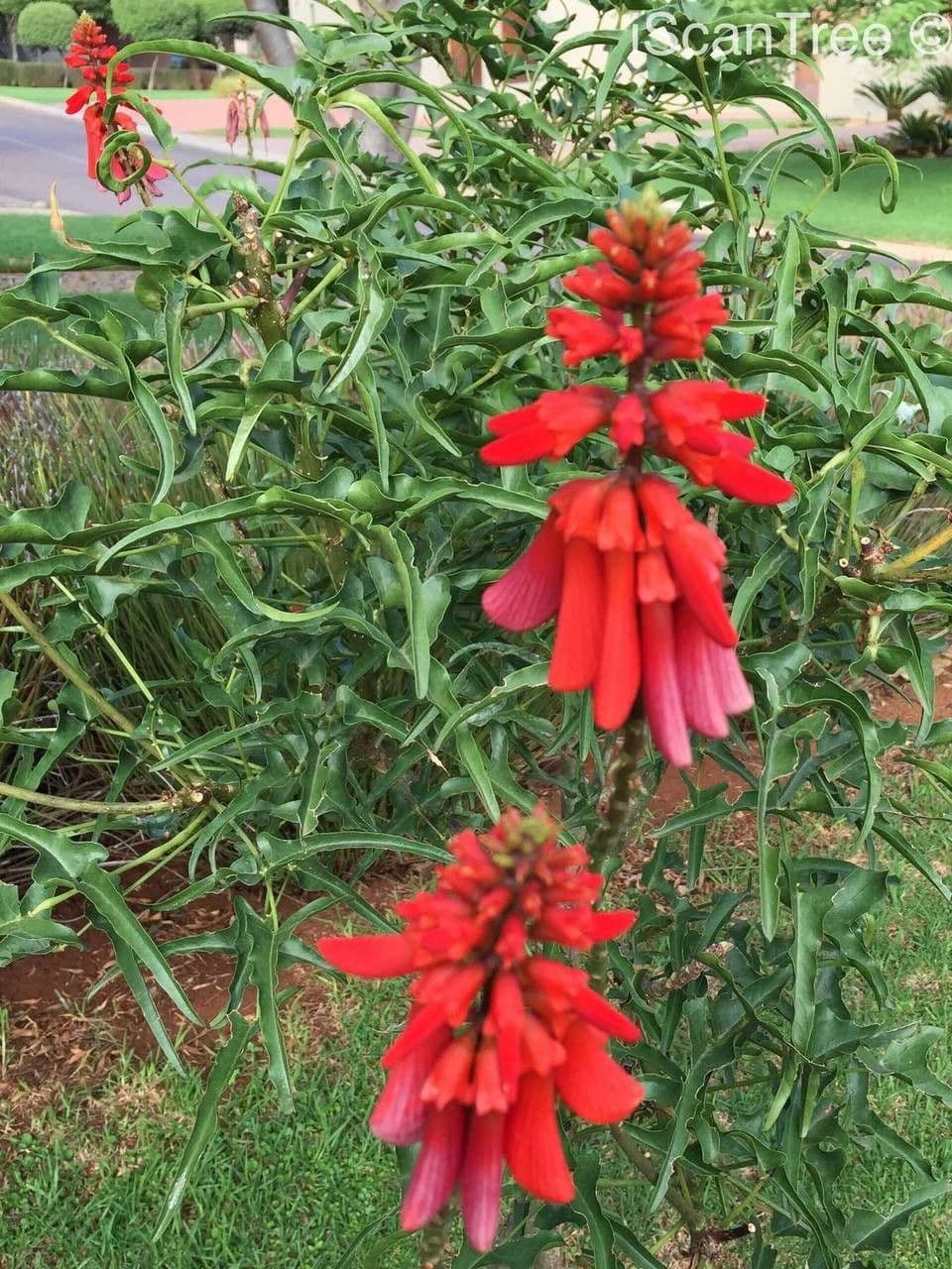 Erythrina 11