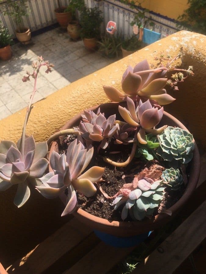 Pianta fantasma 30