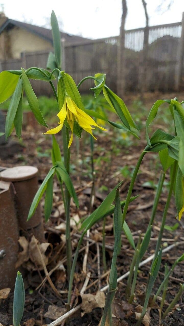 Uvularia grandiflora 4
