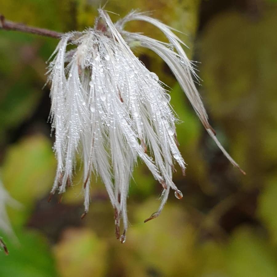 Schmalblättriges Wollgras 10