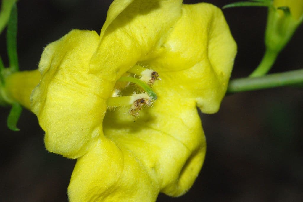 Aureolaria 3