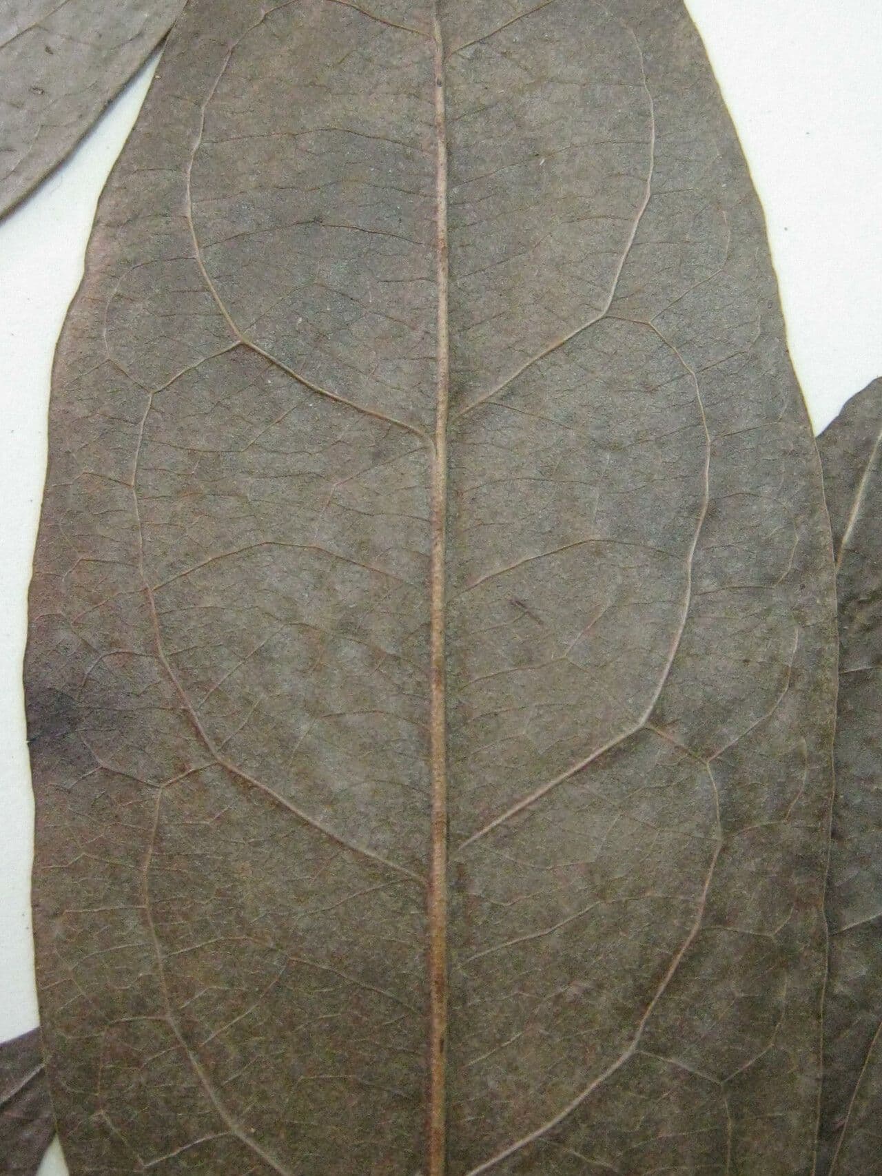 Surinam-Cardiopetalum