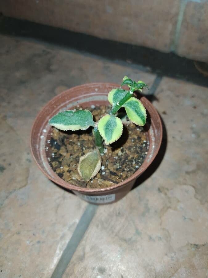 Crassula 6