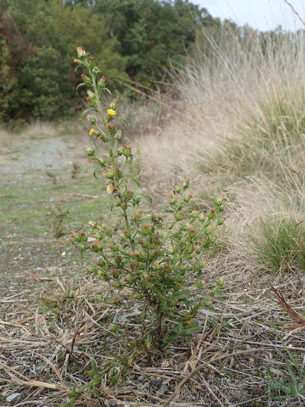 Inula fetida 17