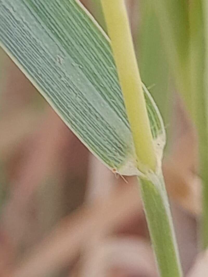 Dichanthium annulatum 17