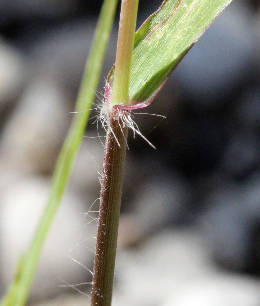 Eragrostis mexická 14