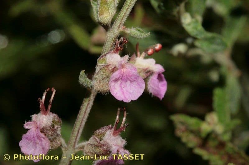 Teucrium 2