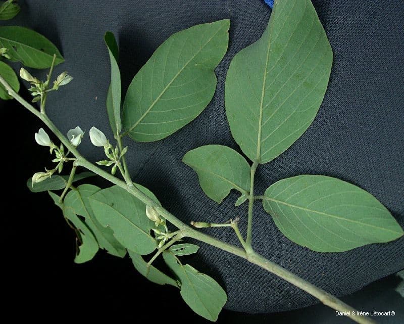 Dendrolóbium 12