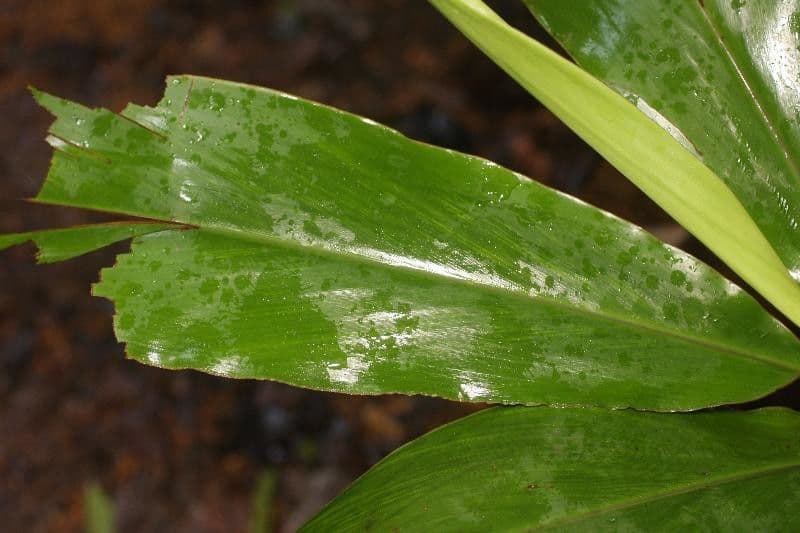 Renealmia de Guyane 2