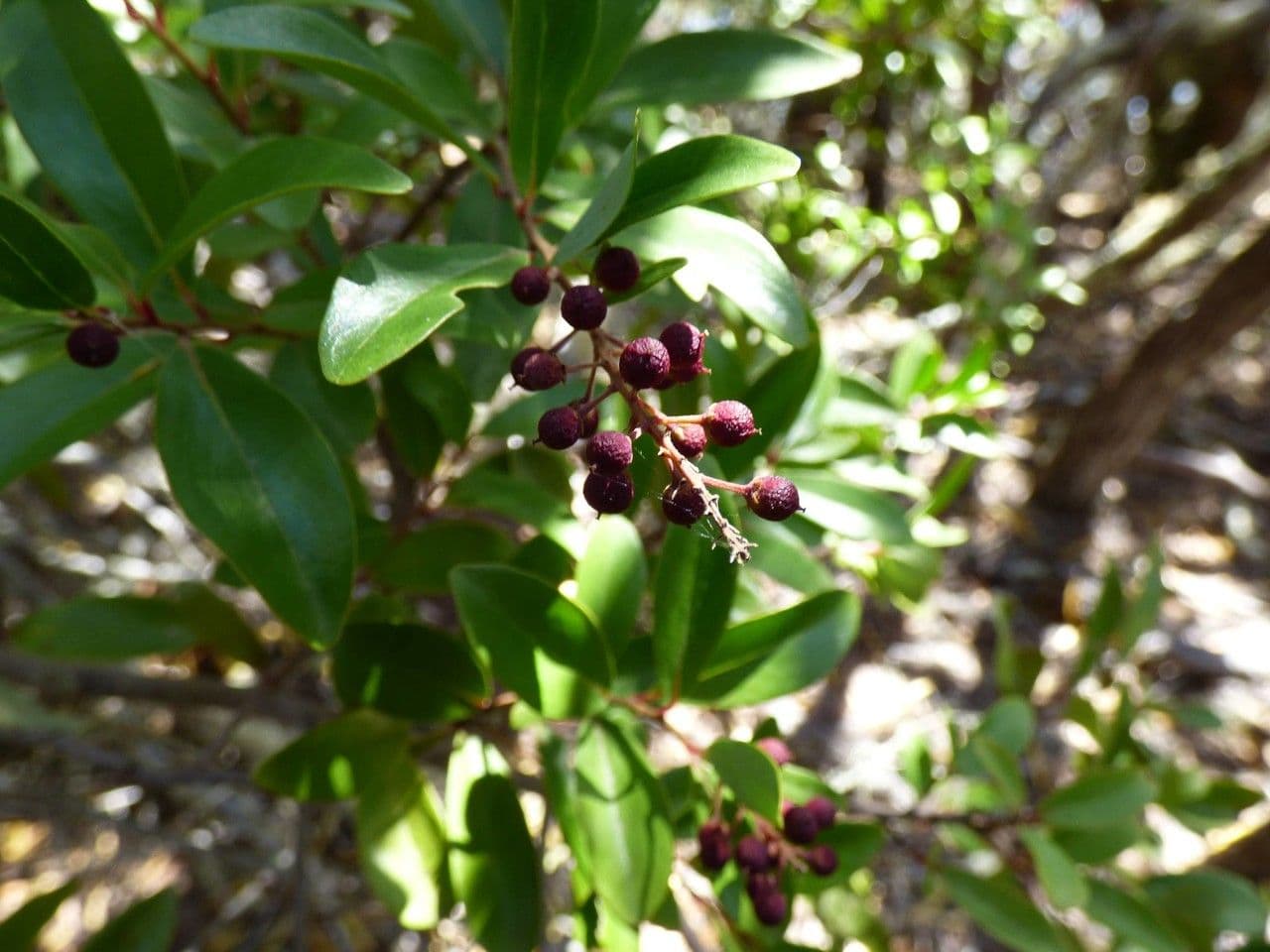 Embelia 2