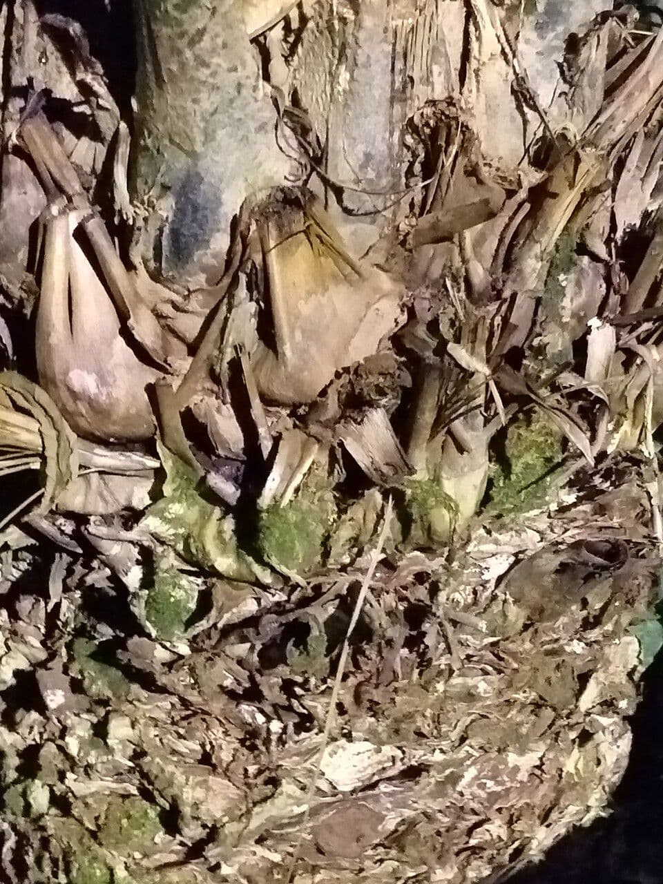 Kongo-Riesen-Palmfarn 10