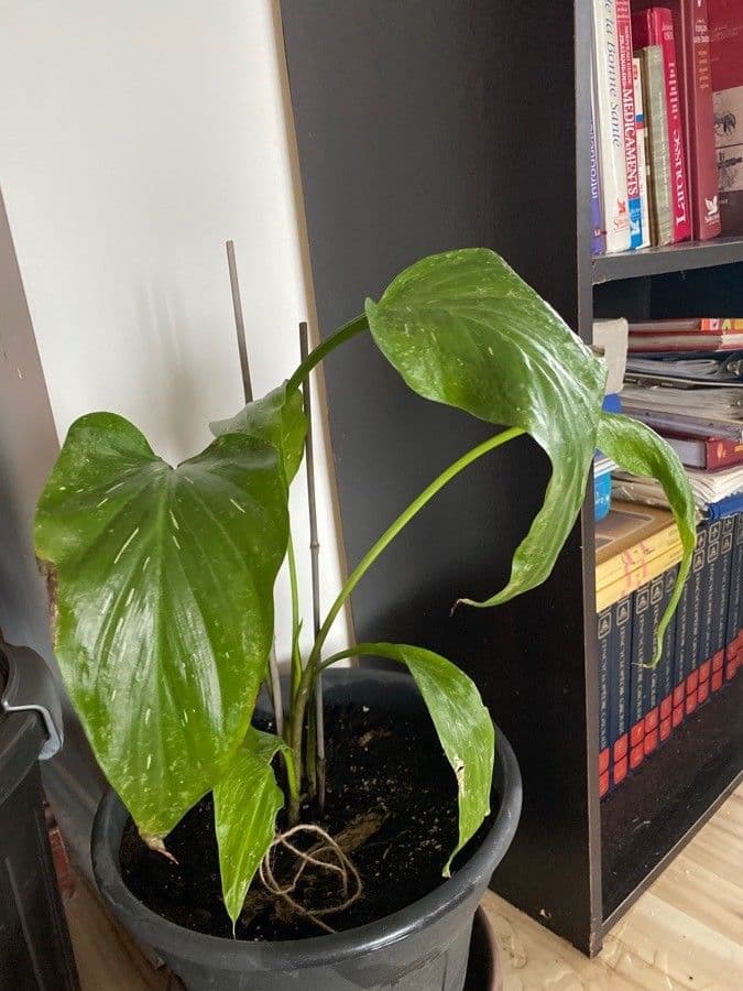 Calla 2