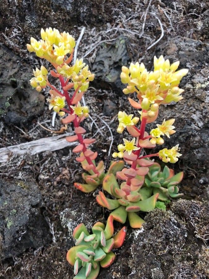 Borracina ottusa 4
