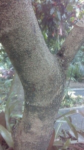 Saraca indica 22