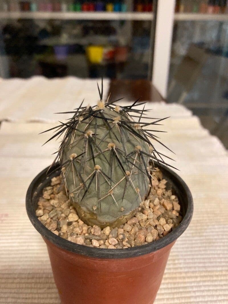 Tephrocactus 13